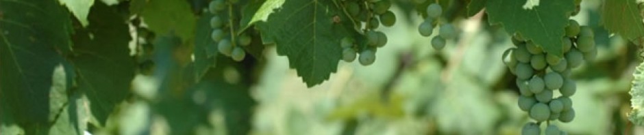 F o t o G r á f i c @