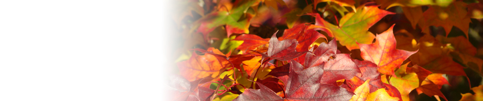 F o t o G r á f i c @