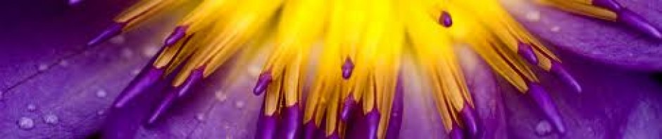 F o t o G r á f i c @