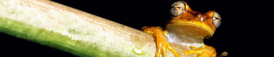 F o t o G r á f i c @