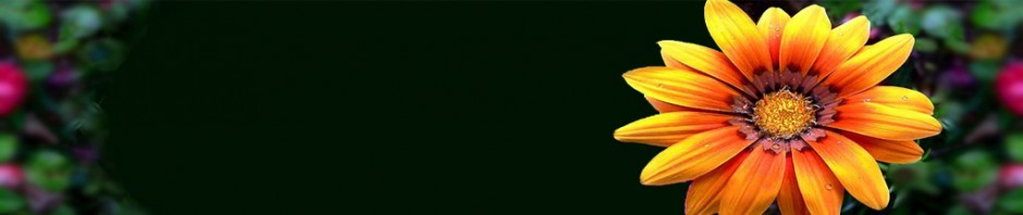 F o t o G r á f i c @