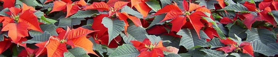 F o t o G r á f i c @